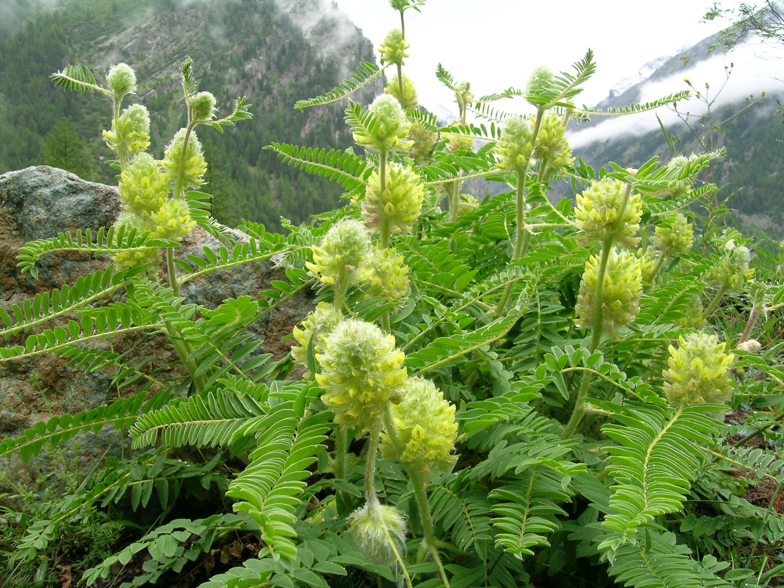 Astragalus alopecurus